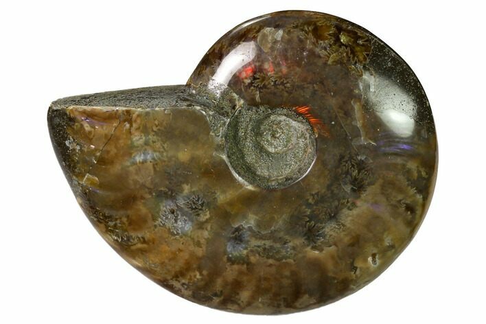 Red Flash Ammonite Fossil - Madagascar #151727